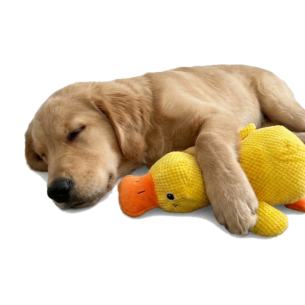 Duck Water Toy